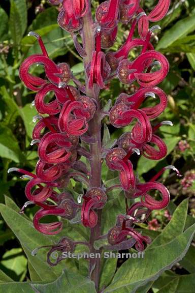 lobelia tupa 1 graphic